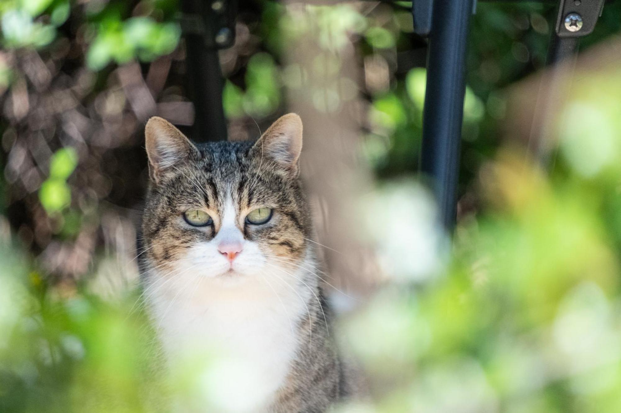 Agriturismo Cima Alla Serra Buti エクステリア 写真